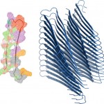 protein misfolding