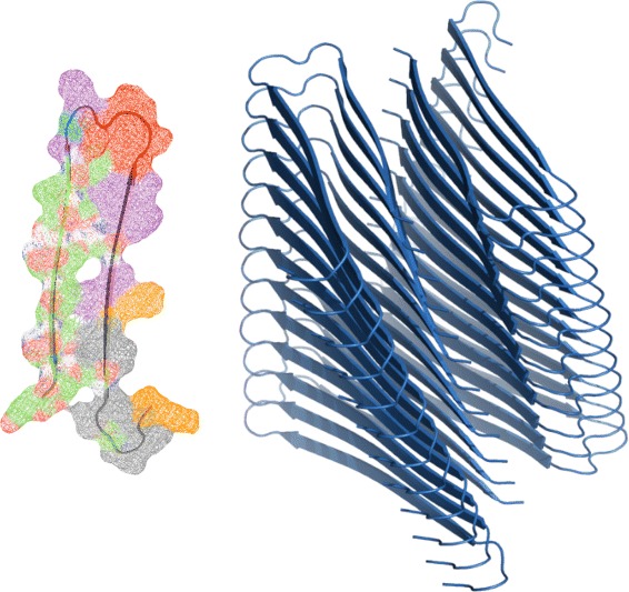 protein misfolding